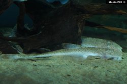 Rineloricaria sp. `URUGUAY` - Click for species page